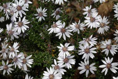 APII jpeg image of Olearia iodochroa  © contact APII