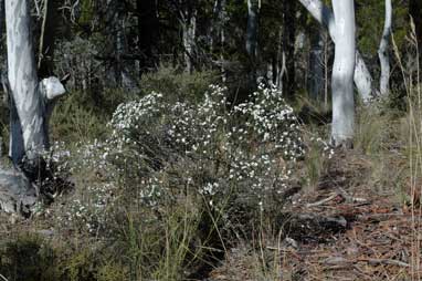 APII jpeg image of Olearia iodochroa  © contact APII