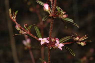 APII jpeg image of Zieria pilosa  © contact APII