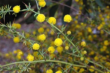 APII jpeg image of Acacia epacantha  © contact APII