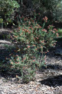 APII jpeg image of Grevillea 'Fireworks'  © contact APII