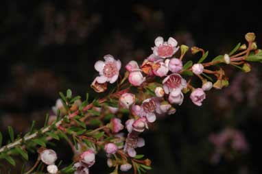 APII jpeg image of Thryptomene saxicola  © contact APII