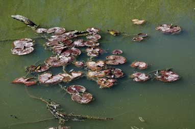 APII jpeg image of Nymphaea mexicana  © contact APII