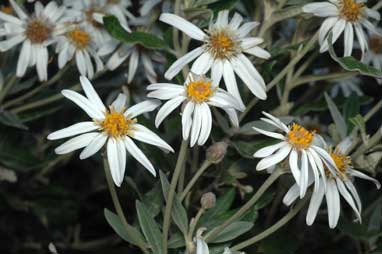 APII jpeg image of Olearia pannosa subsp. pannosa  © contact APII