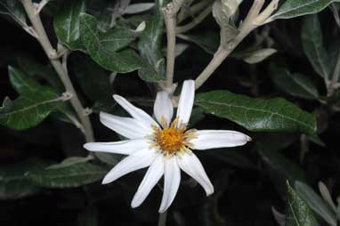 APII jpeg image of Olearia pannosa subsp. pannosa  © contact APII