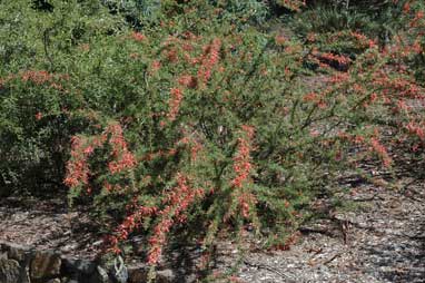 APII jpeg image of Grevillea newbeyi  © contact APII