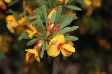 APII jpeg image of Pultenaea flexilis  © contact APII