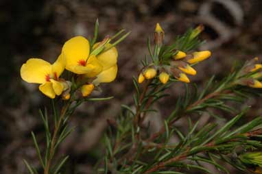 APII jpeg image of Dillwynia crispii  © contact APII