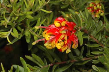 APII jpeg image of Grevillea 'Fire Cracker'  © contact APII