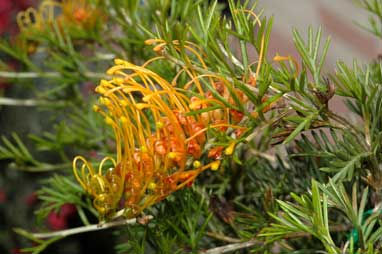 APII jpeg image of Grevillea tenuiloba  © contact APII