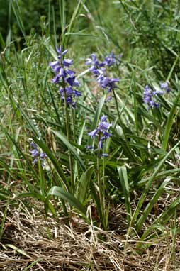 APII jpeg image of Hyacinthoides non-scripta  © contact APII