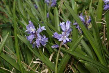 APII jpeg image of Hyacinthoides non-scripta  © contact APII