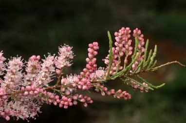 APII jpeg image of Tamarix ramosissima  © contact APII