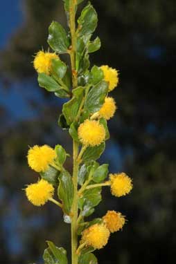 APII jpeg image of Acacia dictyoneura  © contact APII