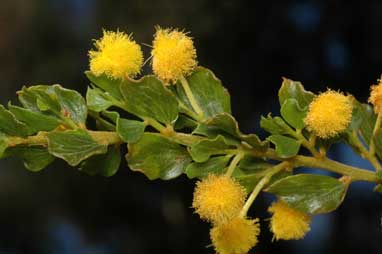 APII jpeg image of Acacia dictyoneura  © contact APII