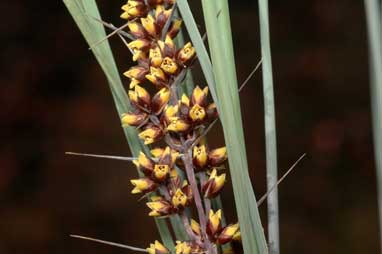 APII jpeg image of Lomandra confertifolia subsp. rubiginosa  © contact APII