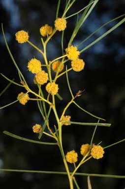 APII jpeg image of Acacia scirpifolia  © contact APII