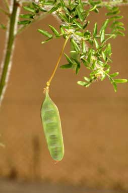 APII jpeg image of Acacia empelioclada  © contact APII