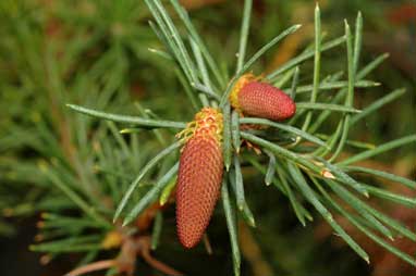 APII jpeg image of Banksia nutans var. nutans  © contact APII