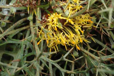 APII jpeg image of Isopogon ceratophyllus  © contact APII