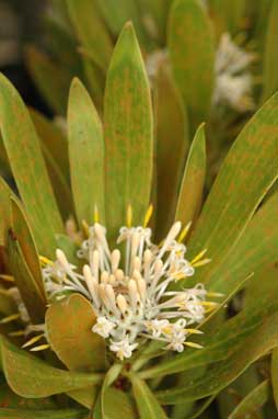 APII jpeg image of Isopogon fletcheri  © contact APII