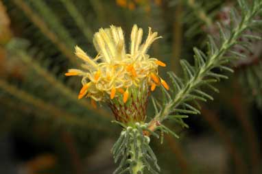 APII jpeg image of Petrophile ericifolia subsp. ericifolia  © contact APII