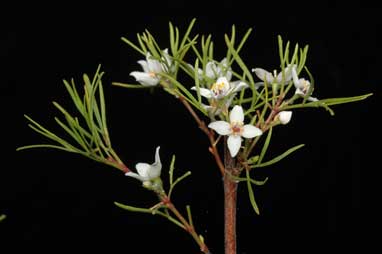 APII jpeg image of Boronia gunnii  © contact APII