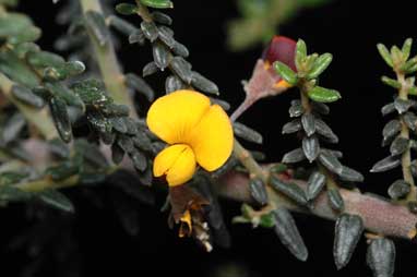 APII jpeg image of Aotus sp. Southern Wheatbelt (C.A.Gardner & W.E.Blackall 1412)  © contact APII