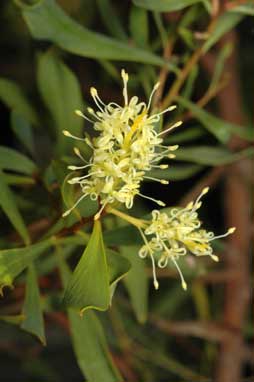 APII jpeg image of Grevillea shuttleworthiana subsp. canarina  © contact APII