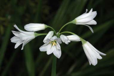 APII jpeg image of Allium triquetrum  © contact APII