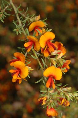 APII jpeg image of Pultenaea setulosa  © contact APII