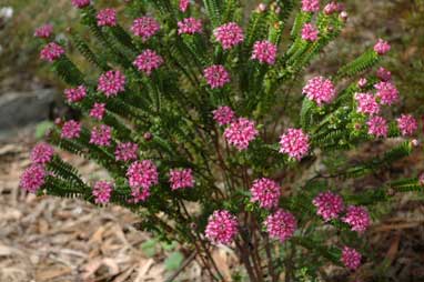 APII jpeg image of Pimelea ferruginea 'Magenta Mist'  © contact APII