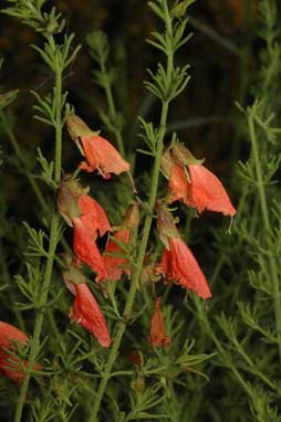 APII jpeg image of Prostanthera aspalathoides  © contact APII