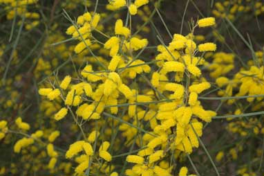 APII jpeg image of Acacia caroleae  © contact APII