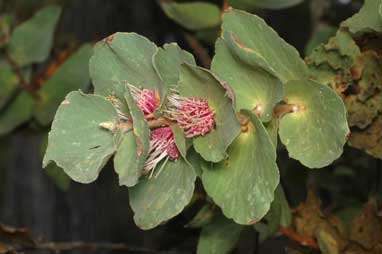 APII jpeg image of Hakea cucullata  © contact APII