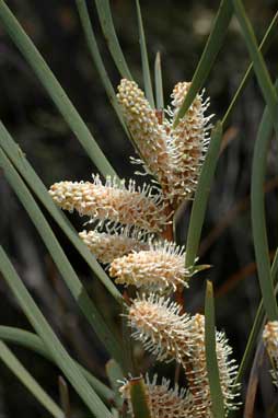 APII jpeg image of Hakea minyma  © contact APII