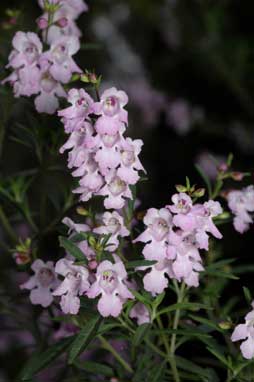 APII jpeg image of Prostanthera 'Oakdene Mauve'  © contact APII