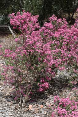 APII jpeg image of Olearia phlogopappa  © contact APII