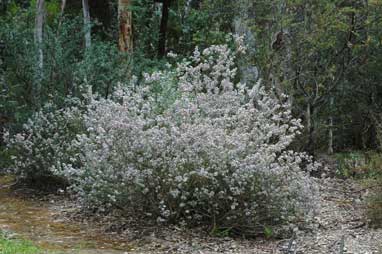 APII jpeg image of Boronia anemonifolia subsp. variabilis  © contact APII