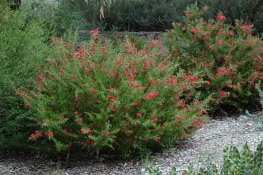 APII jpeg image of Grevillea 'Scarlet Sprite'  © contact APII