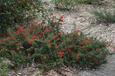 APII jpeg image of Grevillea 'Poorinda Adorning'  © contact APII