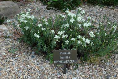 APII jpeg image of Pimelea humilis  © contact APII