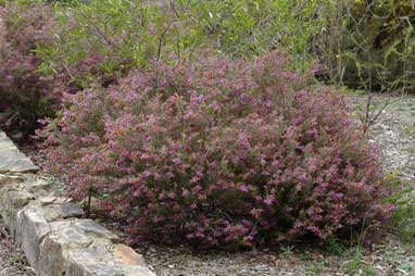 APII jpeg image of Lysiosepalum involucratum  © contact APII