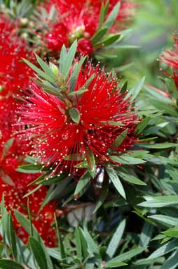 APII jpeg image of Callistemon 'Matthew Flinders'  © contact APII