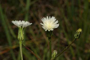 APII jpeg image of Hypochaeris albiflora  © contact APII