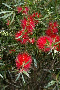 APII jpeg image of Callistemon 'Kings Park Special'  © contact APII