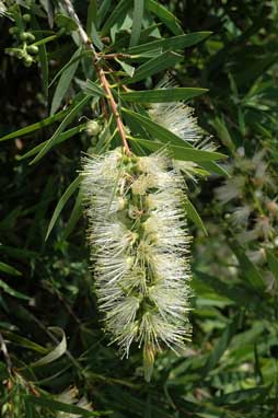 APII jpeg image of Callistemon 'Wilderness White'  © contact APII