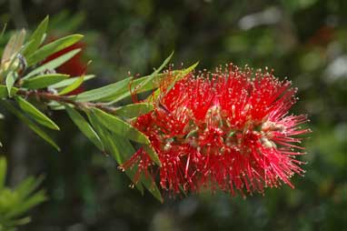 APII jpeg image of Callistemon viminalis 'Prolific'  © contact APII