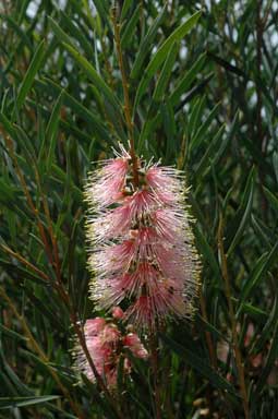 APII jpeg image of Callistemon 'Pastel Pink'  © contact APII