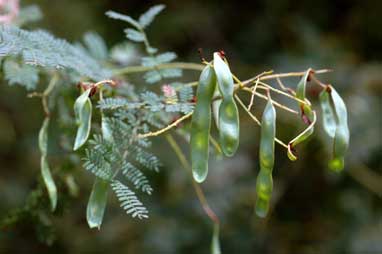 APII jpeg image of Acacia pubescens  © contact APII